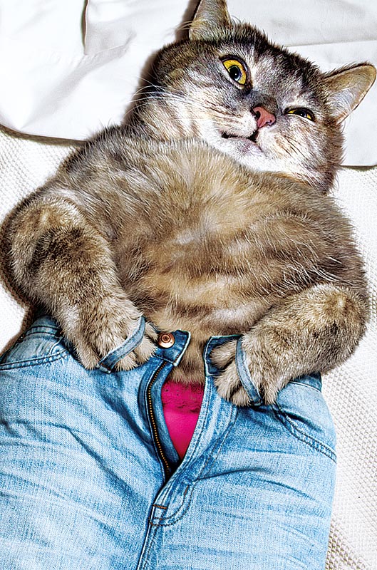 Открытка Кот
