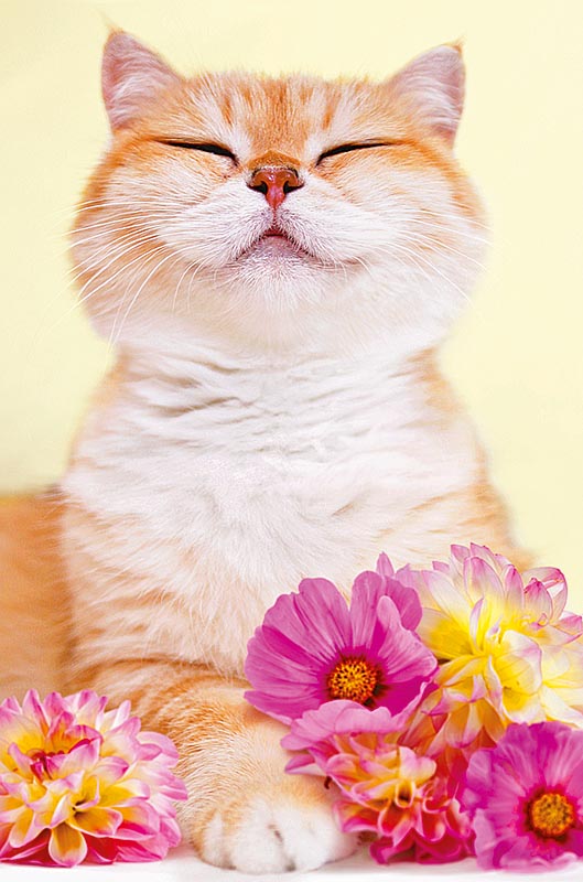 Открытка Котенок